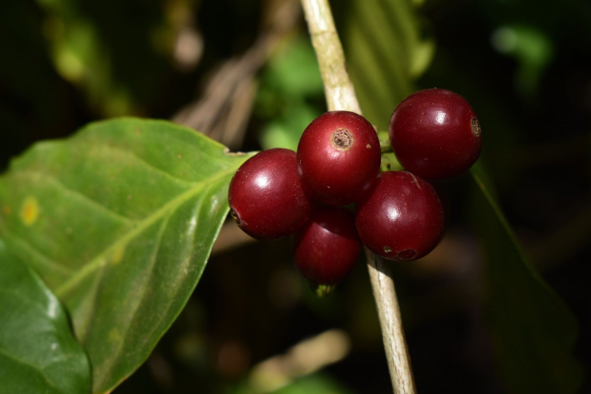 COFFEE Agroprodusct Dinámica S. A.