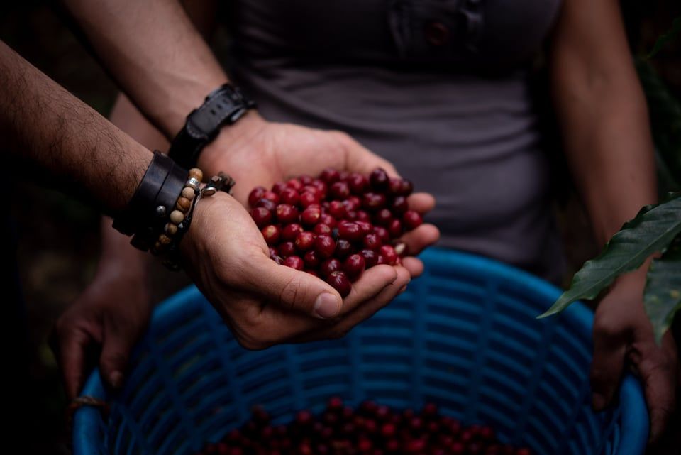 COFFEE Agroprodusct Dinámica S. A.