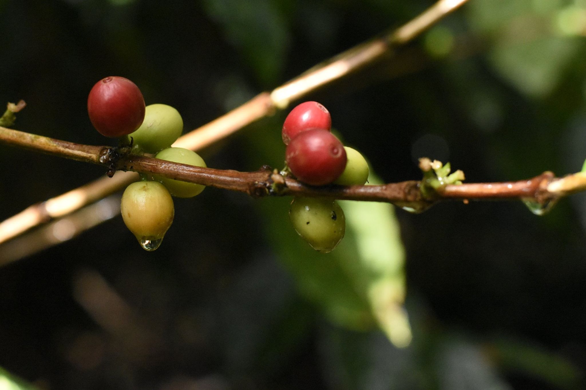 COFFEE Agroprodusct Dinámica S. A.