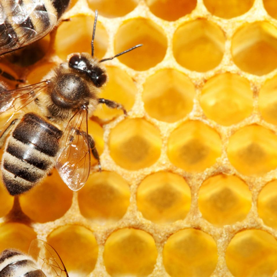 Guatemalan Polyflora Honey