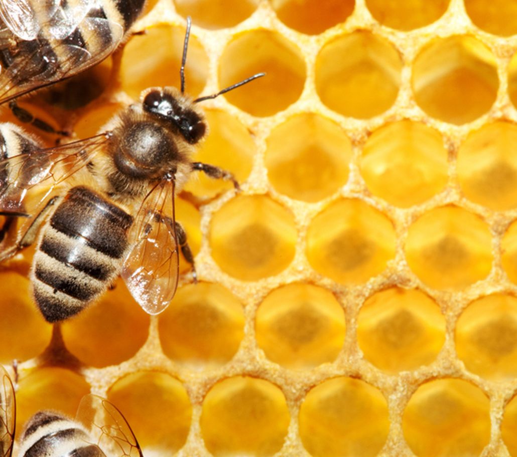 Guatemalan Polyflora Honey
